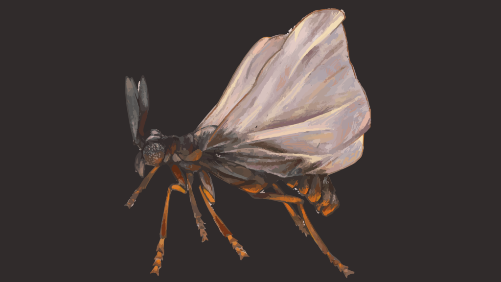 Strepsiptera