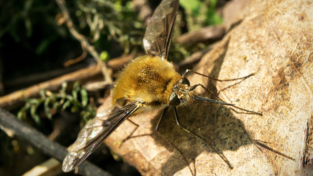 Bee Fly