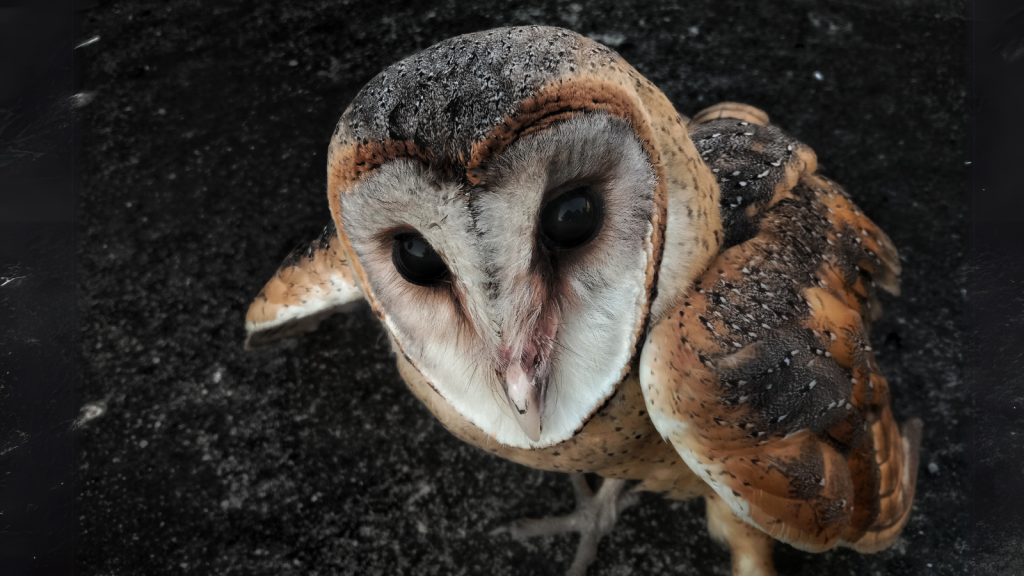 Barn Owl | 15 Powerful Predators of the Night