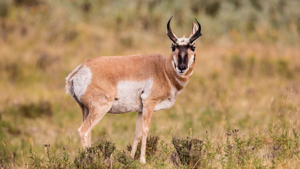 Pronghorn Antelope