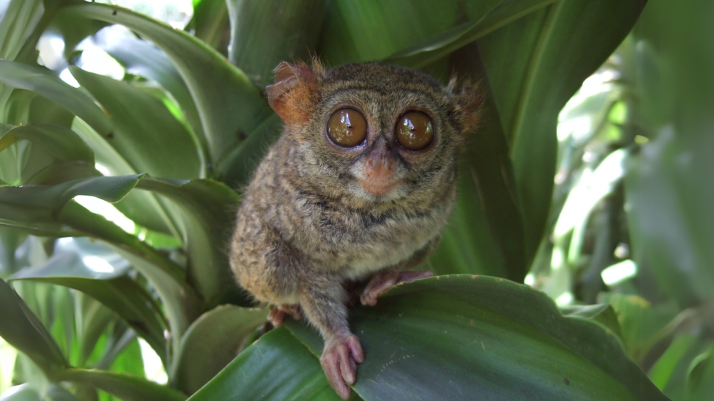 Tarsier