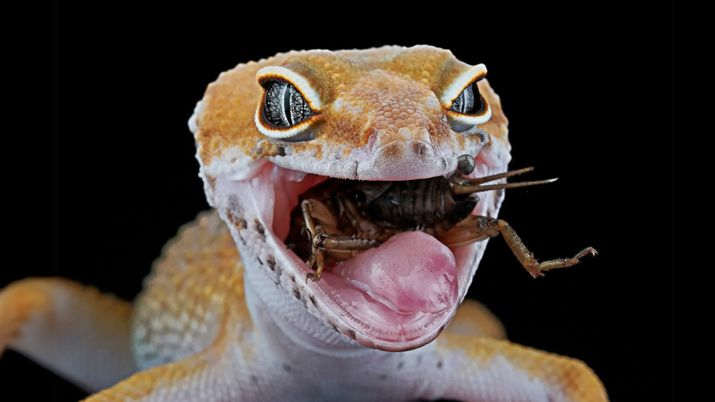 Leopard Gecko | 15 Nocturnal Predators and How They Find Their Targets