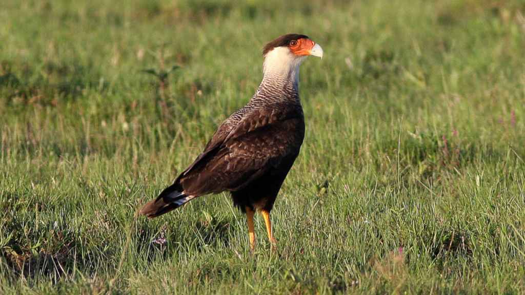 Southern Caracara