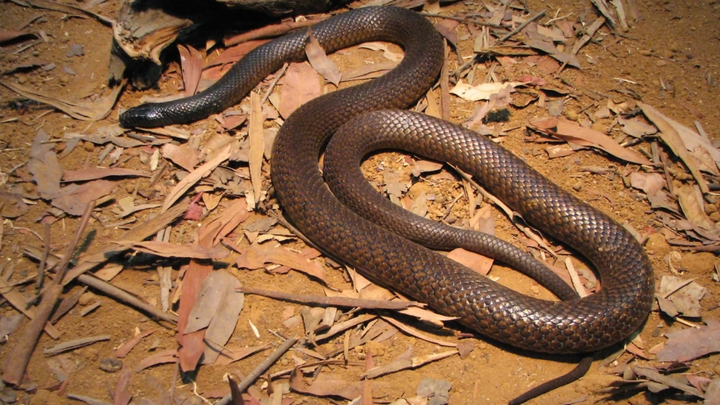 Inland Taipan