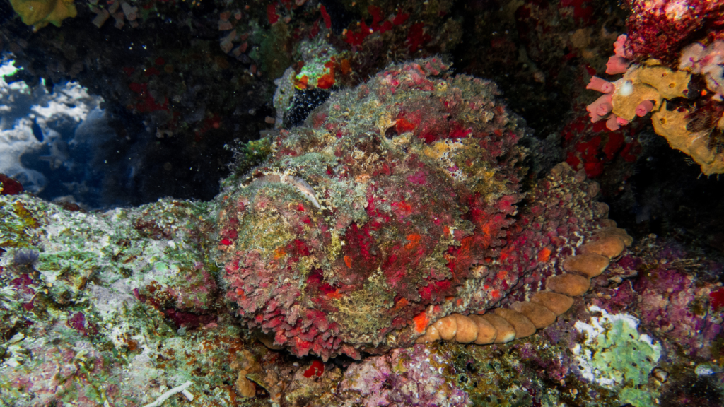 Reef Stonefish