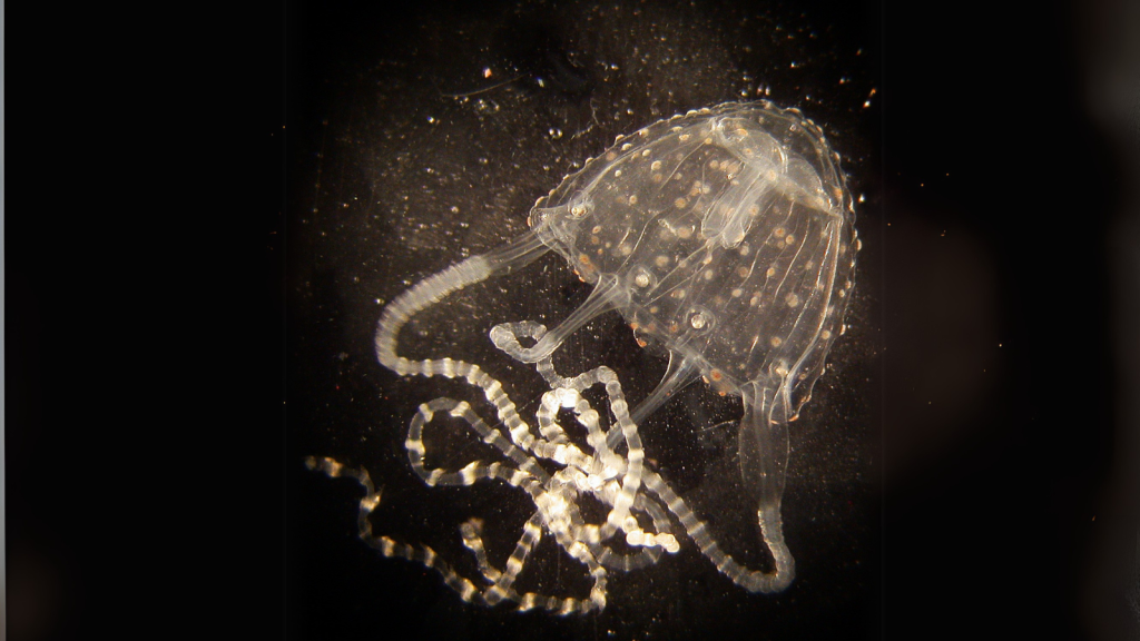 Irukandji Jellyfish