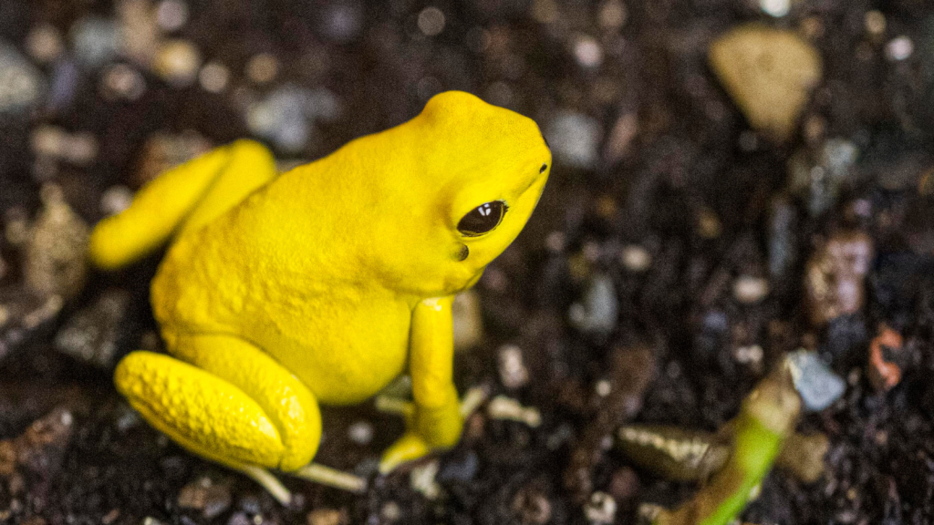 Golden Poison Frog