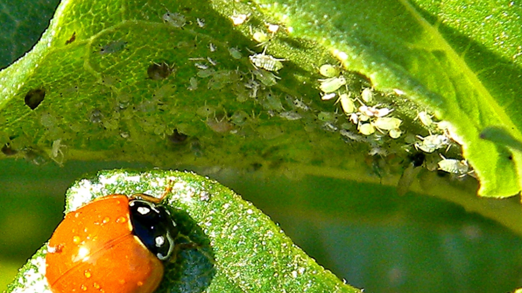 Ladybirds and Aphids