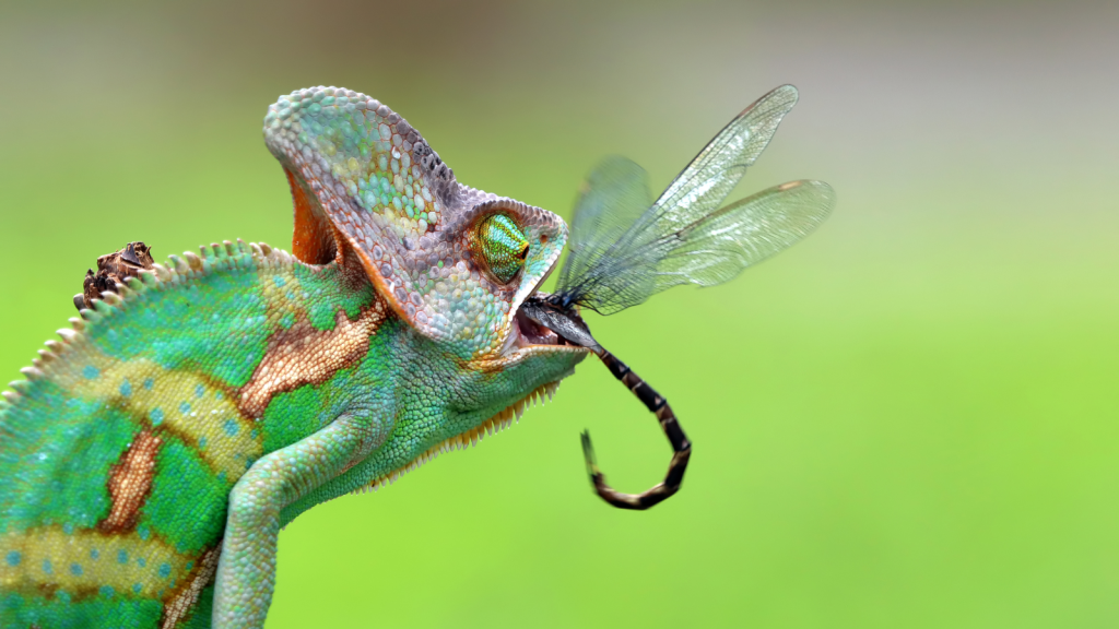 Chameleon and Insects