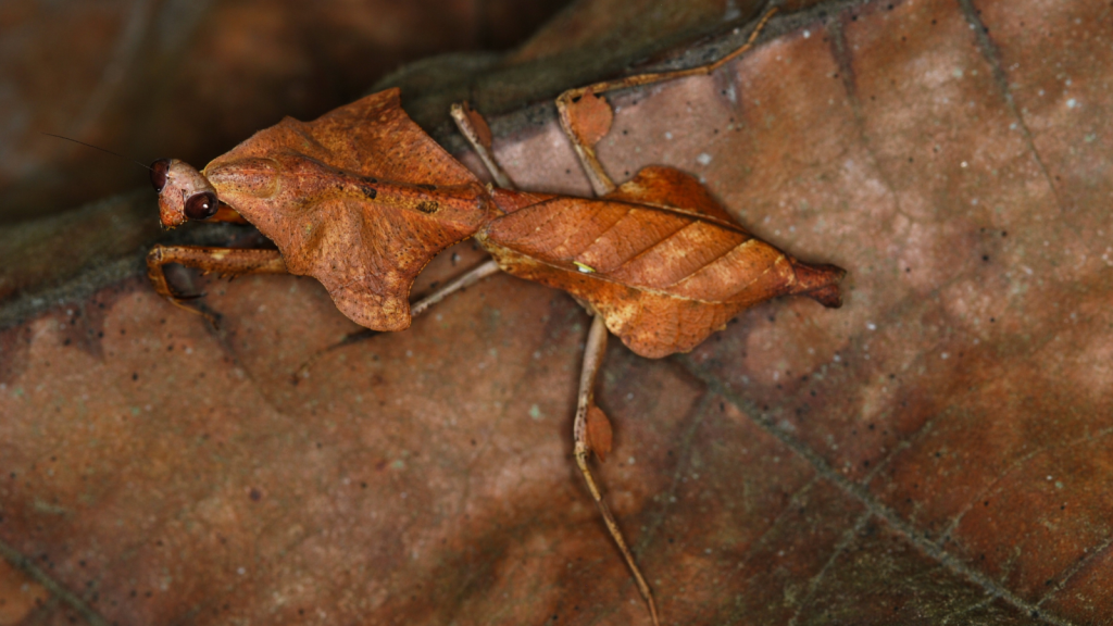 Malaysian Leaf Insect