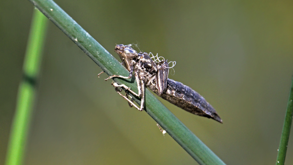 Dragonfly Nymph