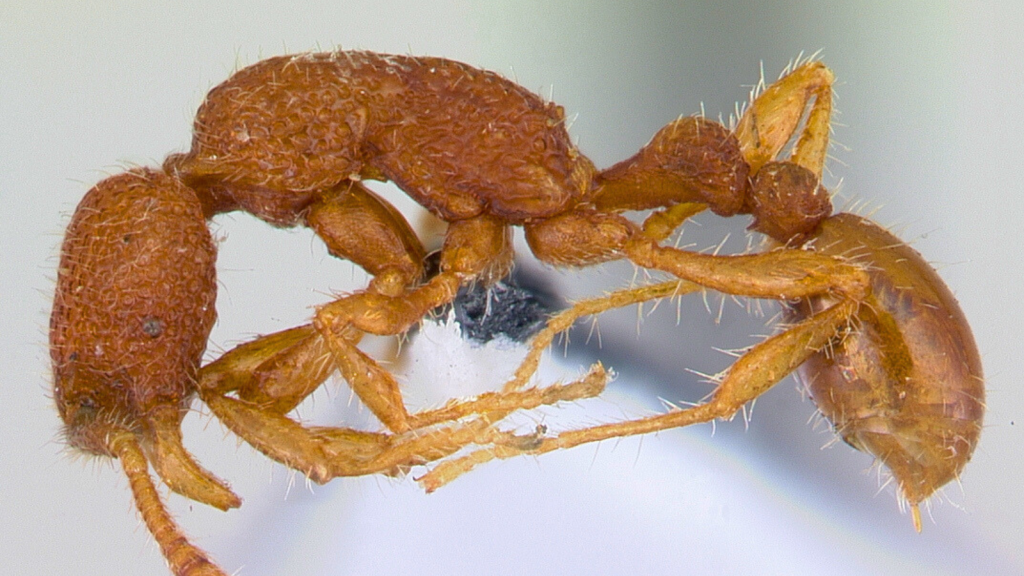 Tyrannosaur Ant