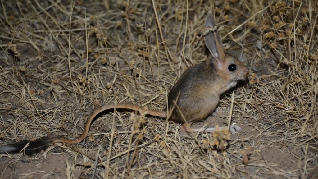 Jerboa