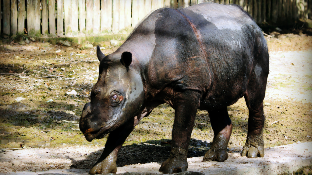 Sumatran Rhinoceros