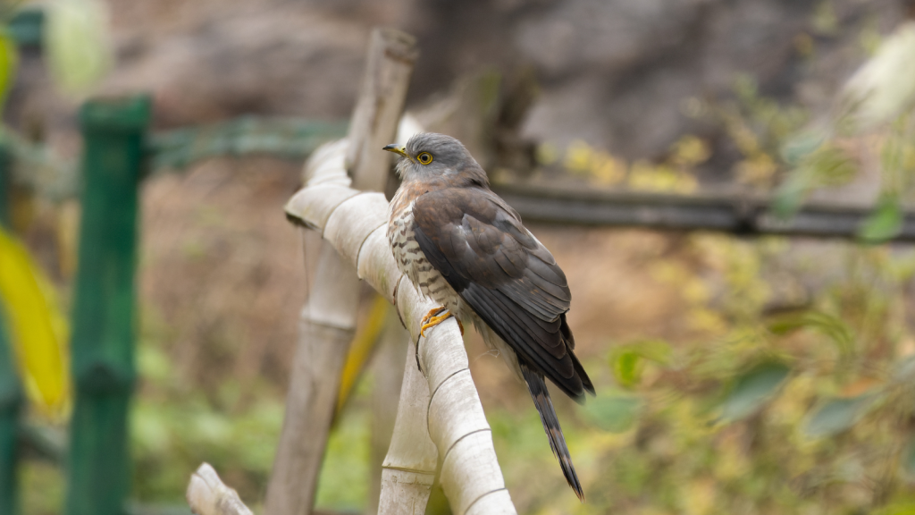 Hawk-Cuckoo