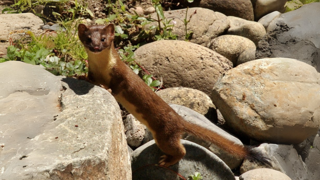 Long-Tailed Weasel