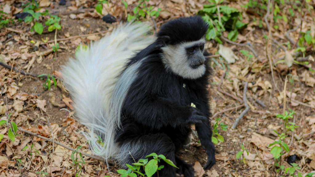 Colobus Monkey