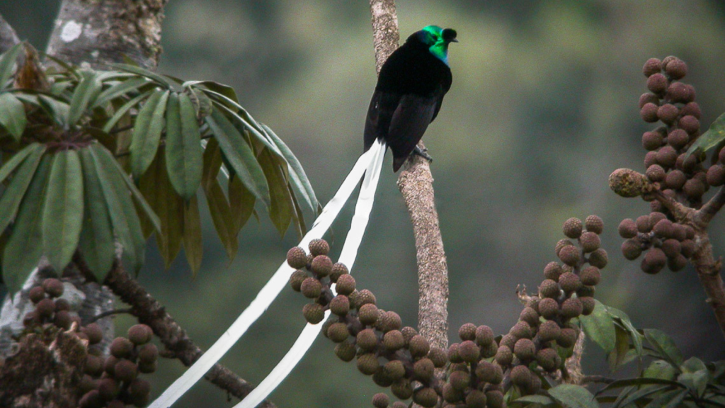 Ribbon-Tailed Astrapia