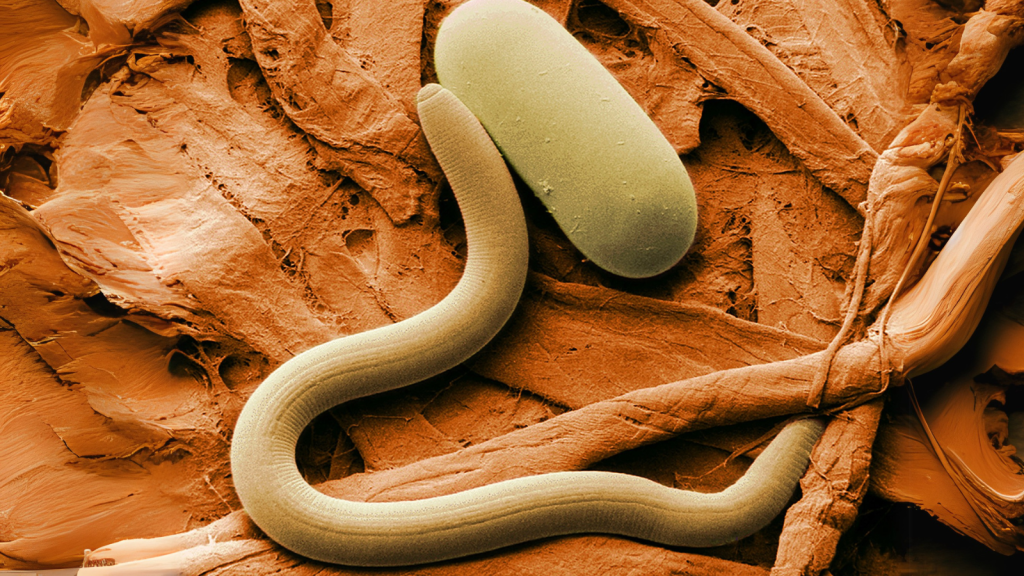 Nematodes