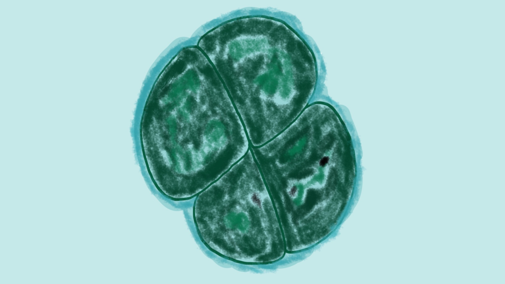 Deinococcus Radiodurans