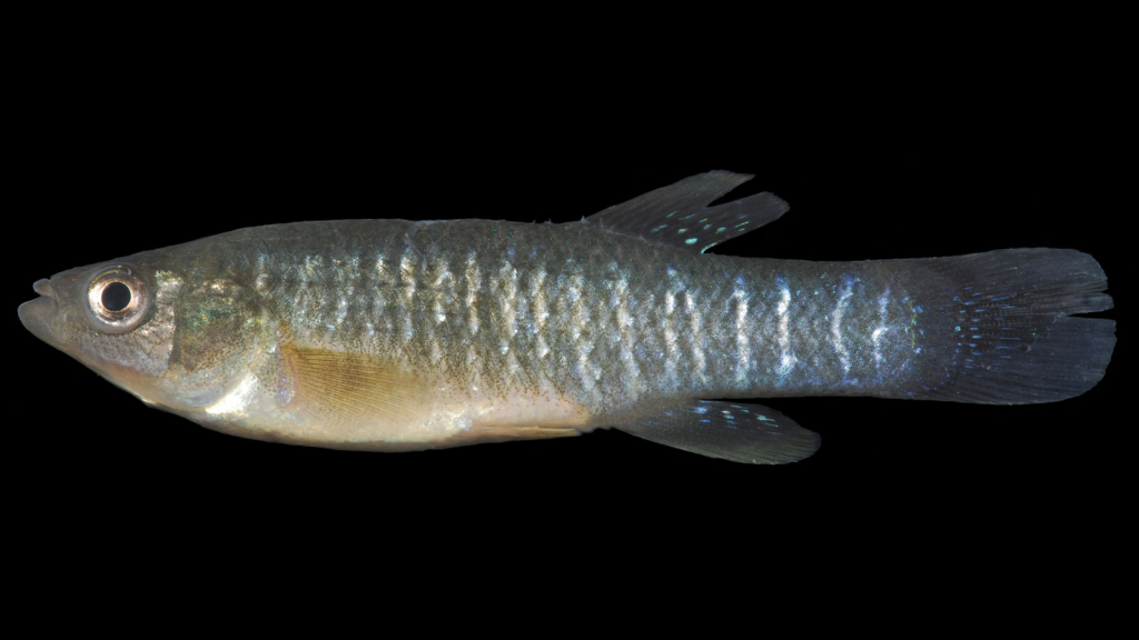 Mummichog