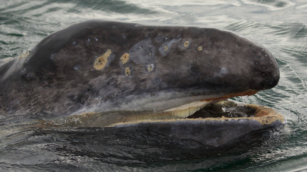 Gray Whale