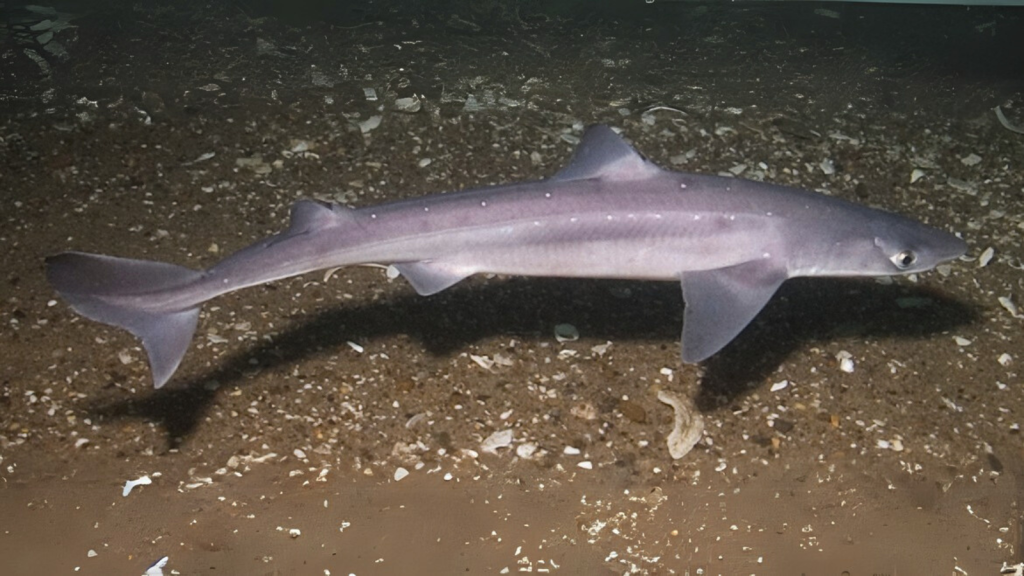 Spiny Dogfish