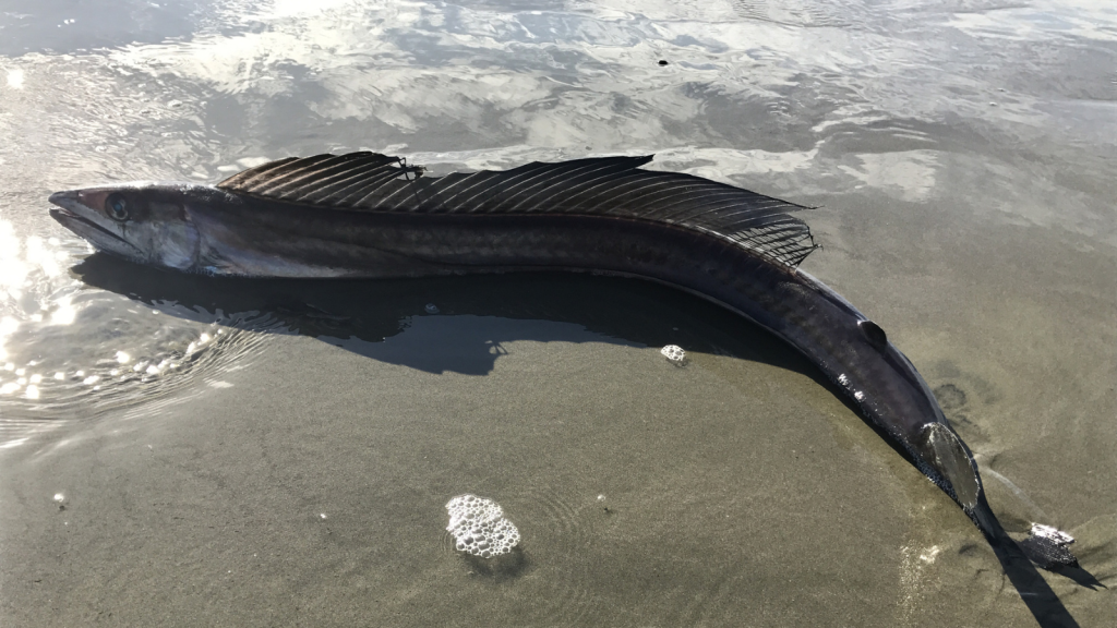 Lancetfish