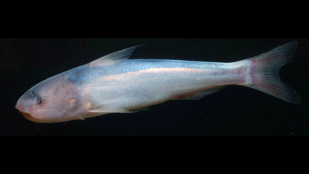 Candiru Fish