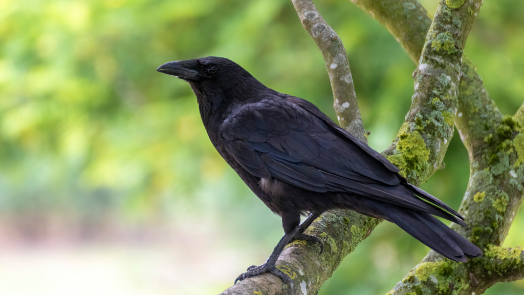 Carrion Crow