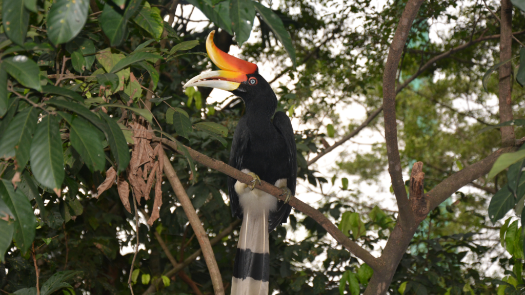 Rhinoceros Hornbill 