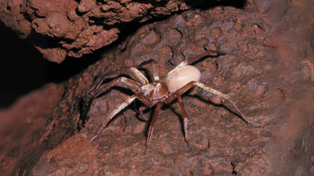 Kauai Cave Wolf Spider