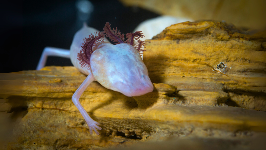 Texas Blind Salamander