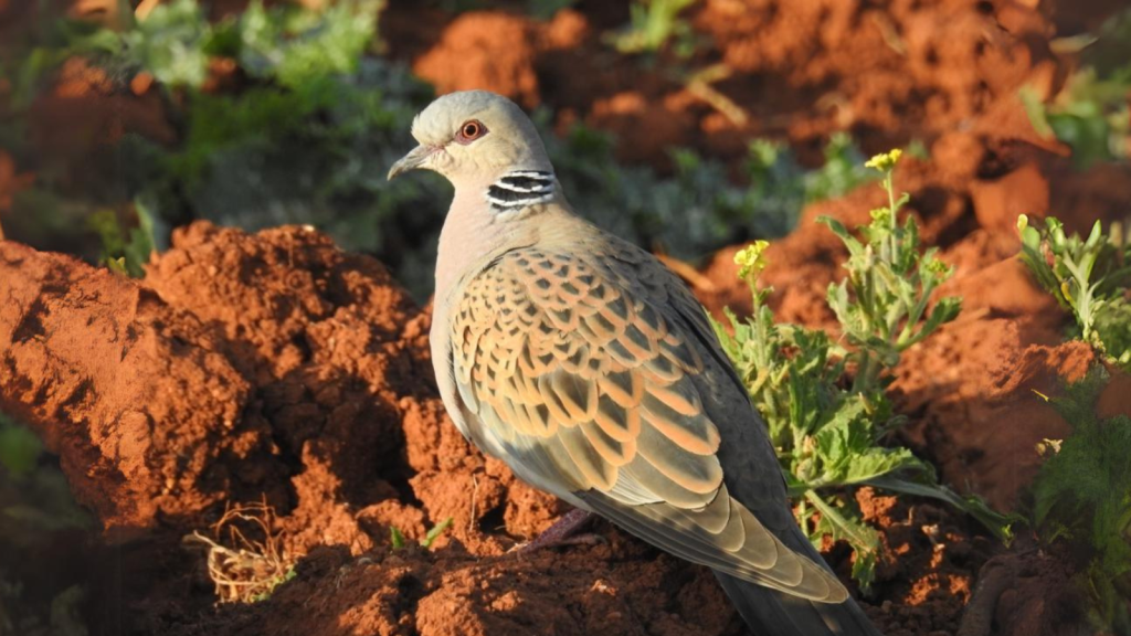 Turtle Dove | 10 Critically Endangered Birds Fighting for Survival in the UK