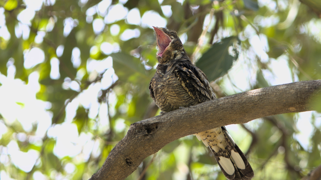 17 Mind-Blowing Things About Nightjars in UK Woodlands - Outlandish Owl