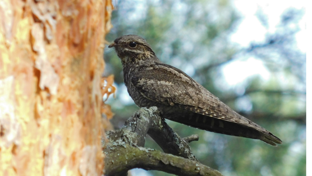 Nightjar