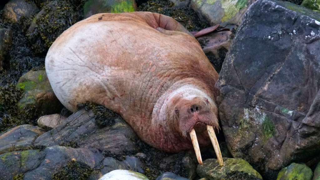 Walrus