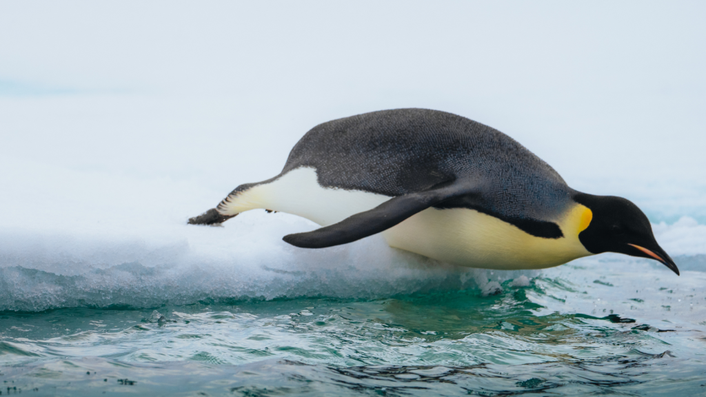 Emperor Penguin