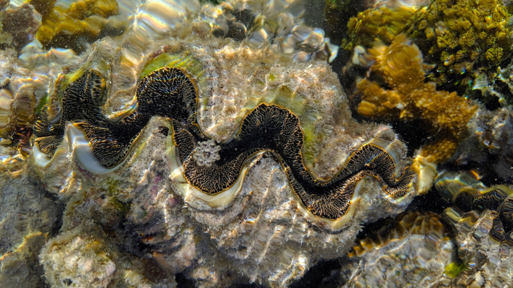 Small Giant Clam