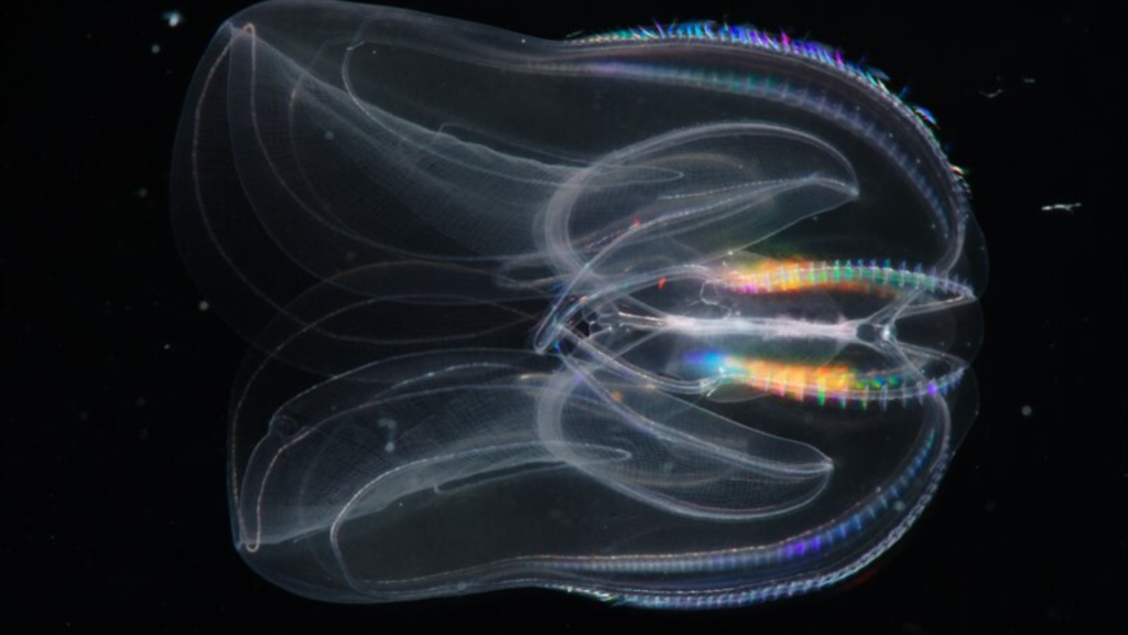 Comb Jelly