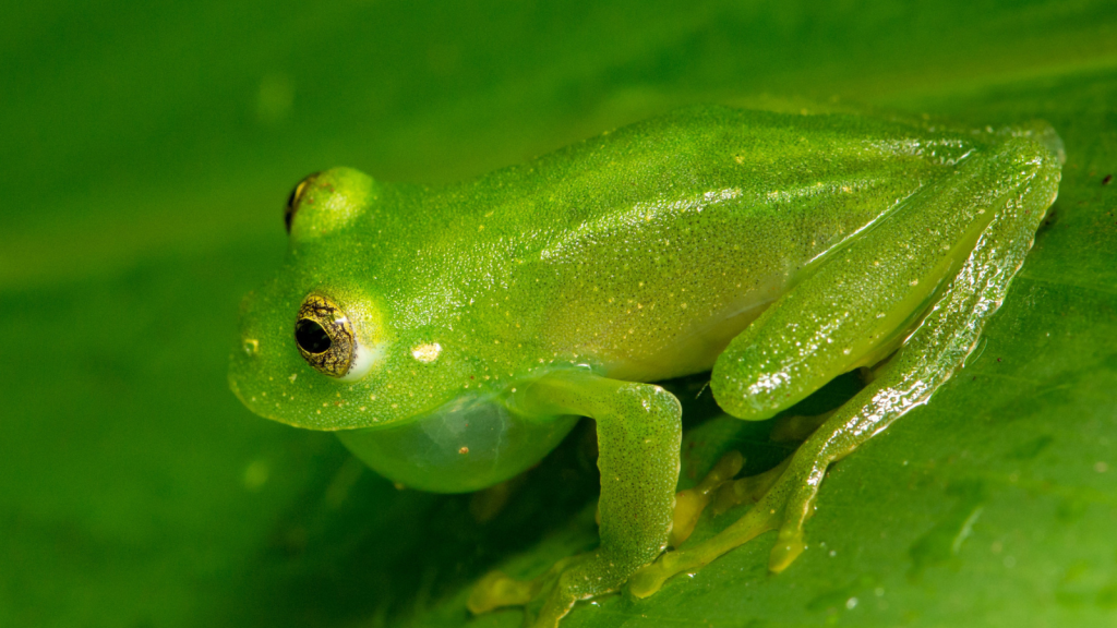 Glass Frog