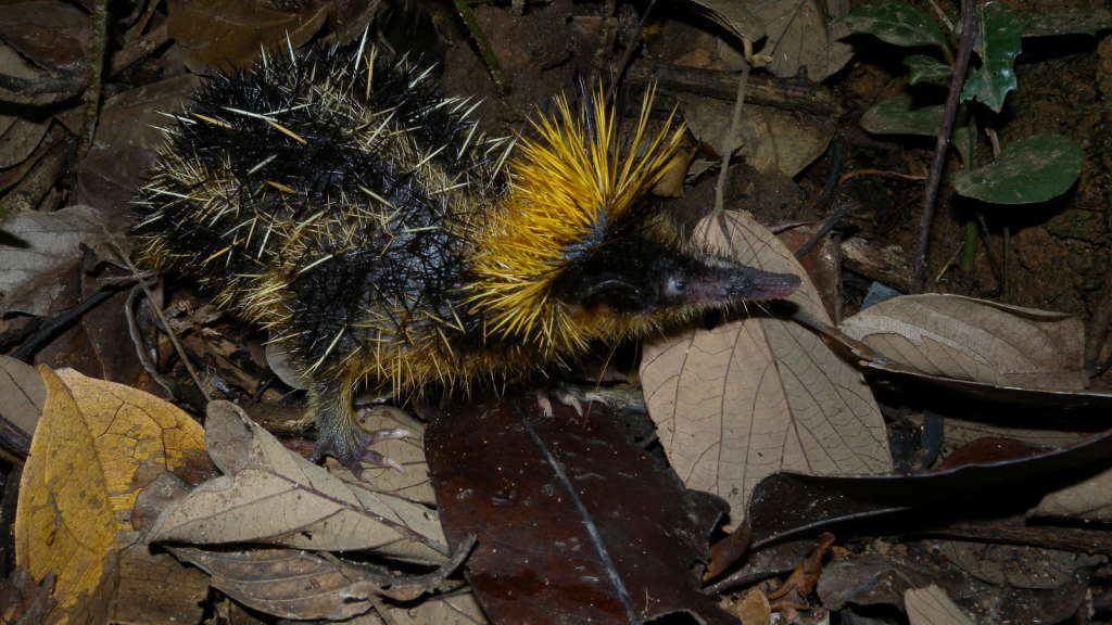 Lowland Streaked Tenrec