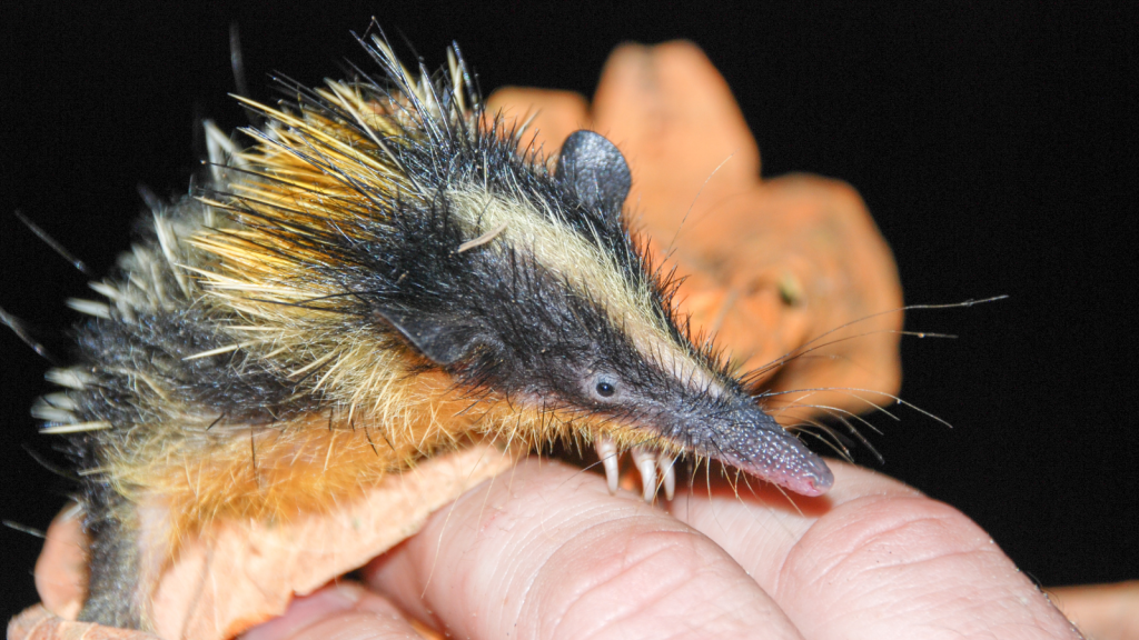 Lowland Streaked Tenrec