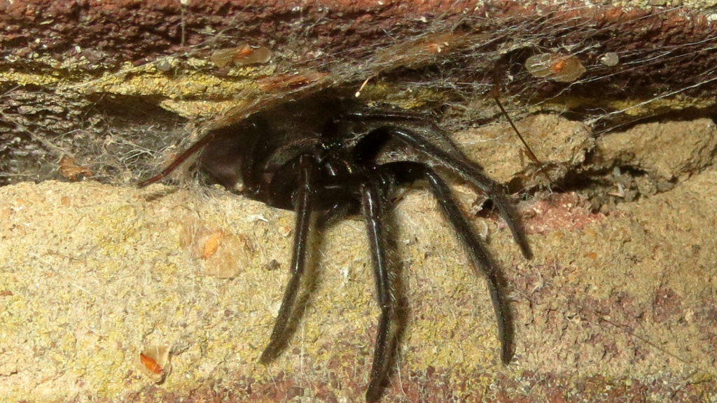 Tube Web Spider