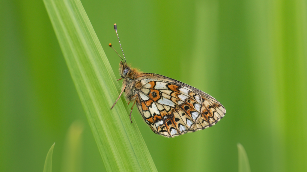 Small Pearl-bordered Fritillary