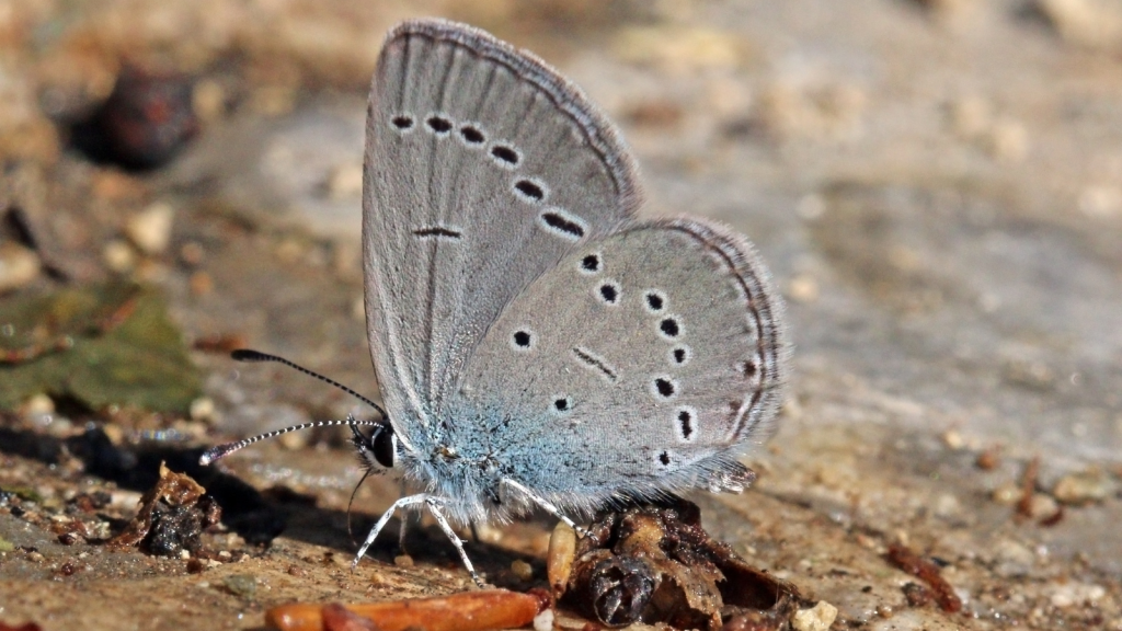 Small Blue