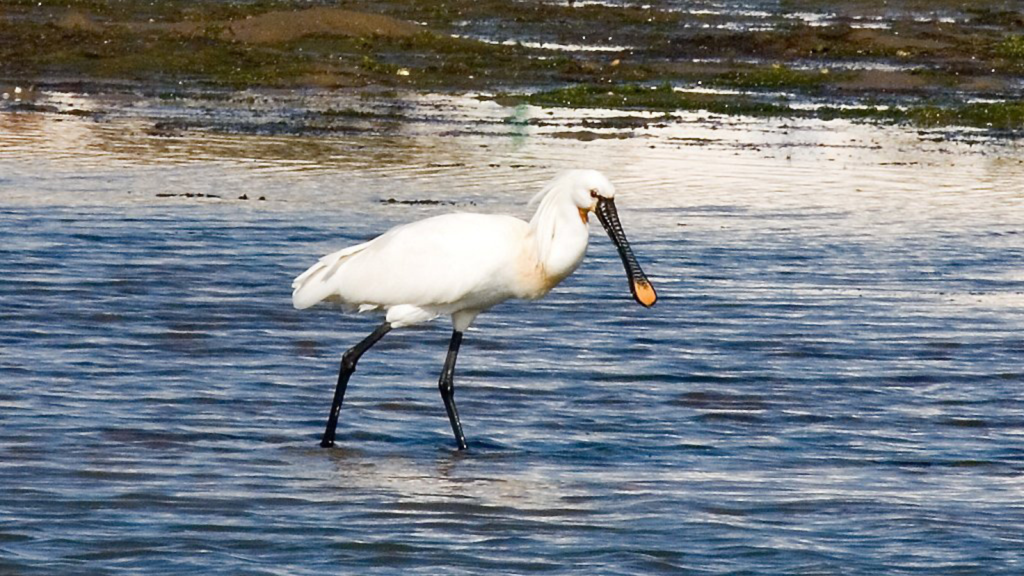 Spoonbill