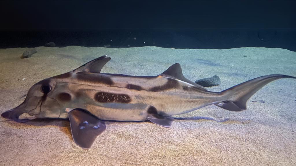 Elephant-Nose Fish