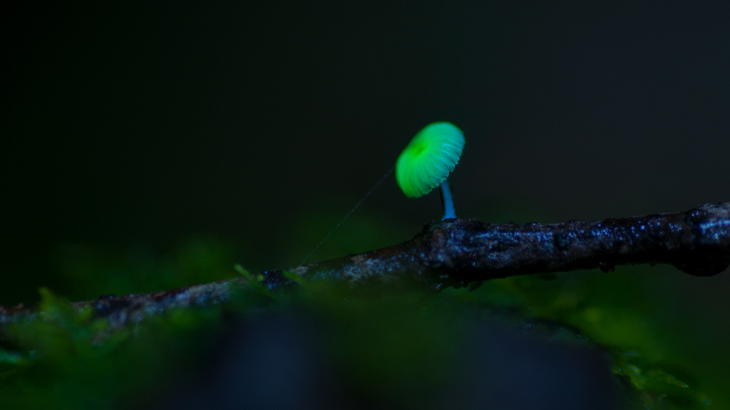 Glowing Mushroom