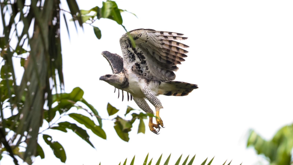 Harpy Eagle